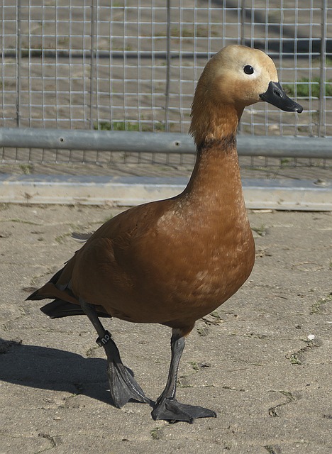 常适合他